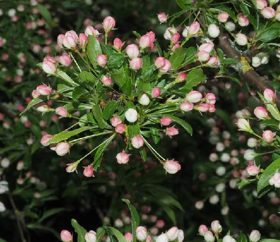  p>花叶海棠(学名: i>malus transitoria /i> (batalin) c. k.