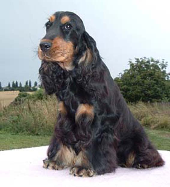 迷你英国可卡犬