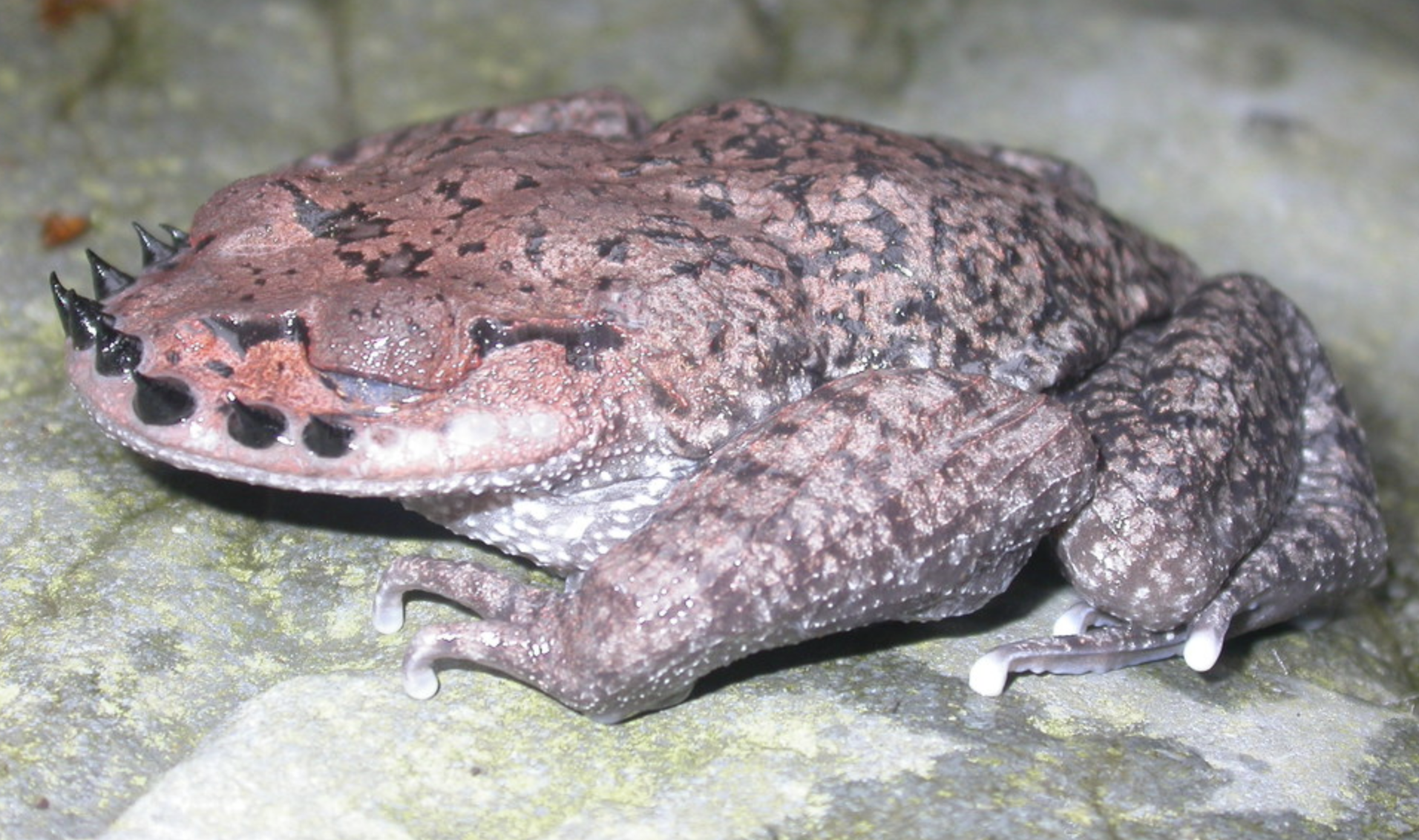  p>峨眉髭蟾(学名: i>leptobrachium boringii  /i>)是角蟾科,拟髭蟾