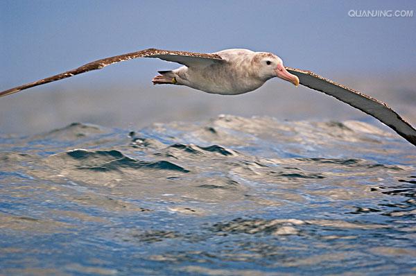 wandering albatross