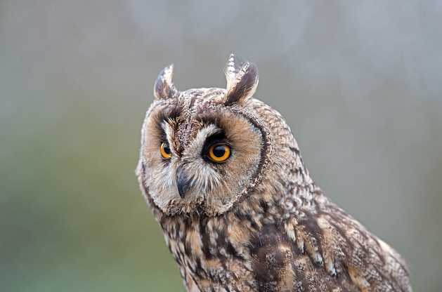  p>长耳鸮(学名: i>asio otus /i>),耳羽簇长,位于头顶两侧,竖直如耳.