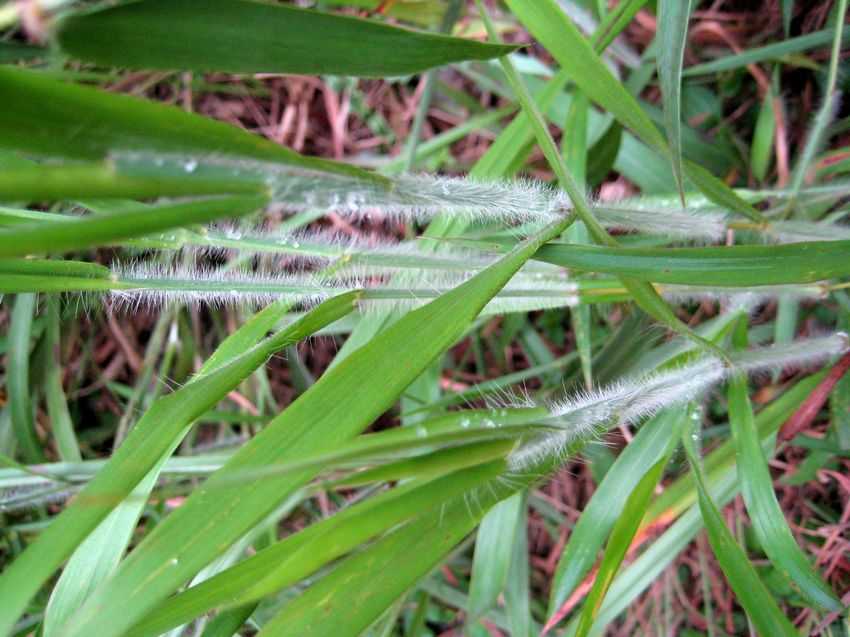  p>粗毛鸭嘴草(学名: i>ischaemum barbatum /i> retz.