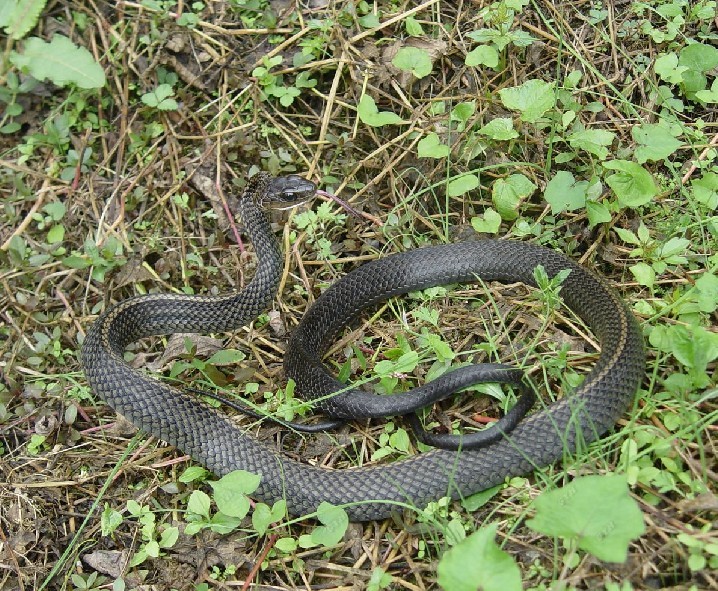 blank" href="/item/乌梢蛇/322909" data