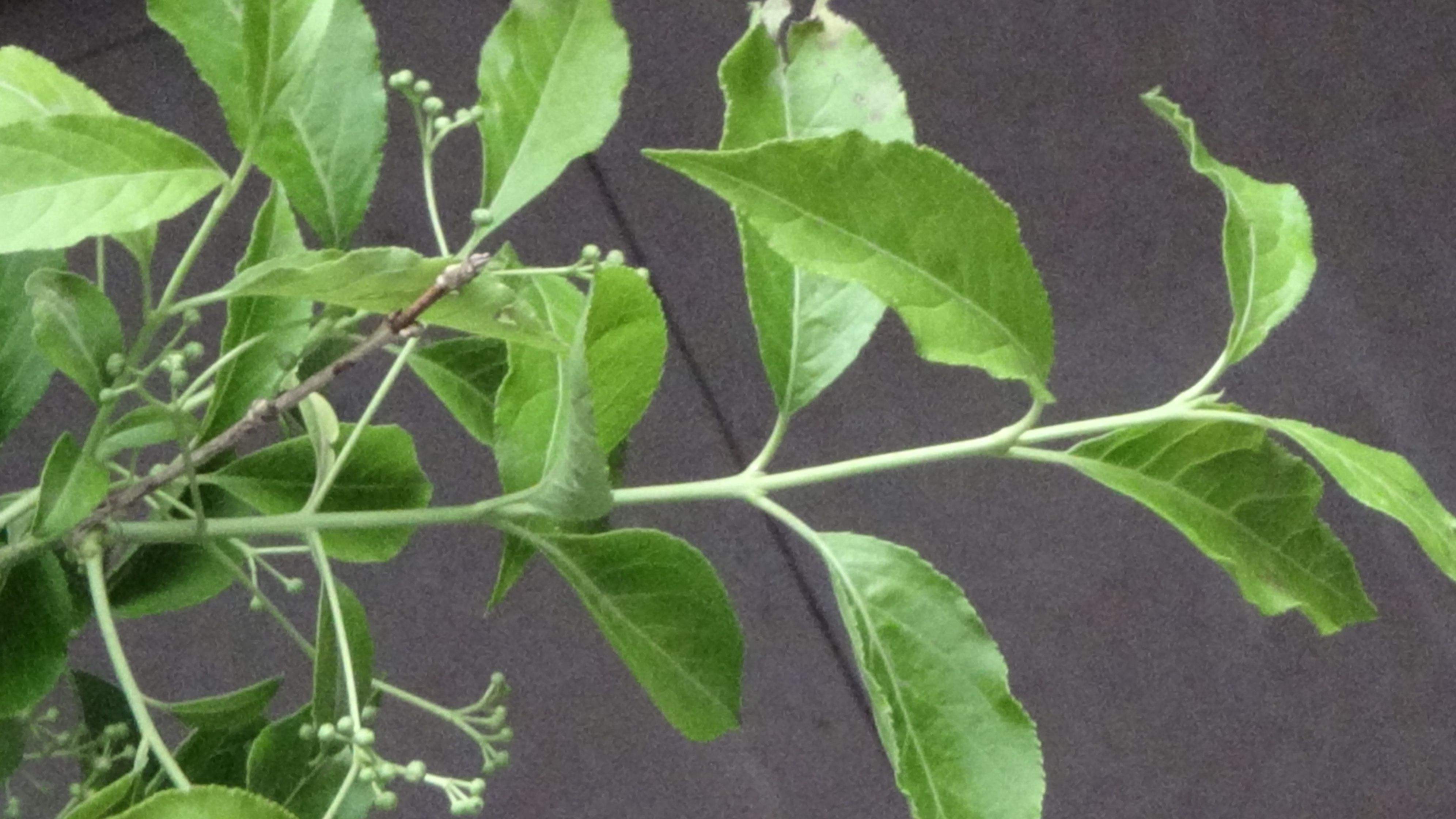  p>微毛山矾(学名: i>symplocos wikstroemiifolia /i> hayata)是 a