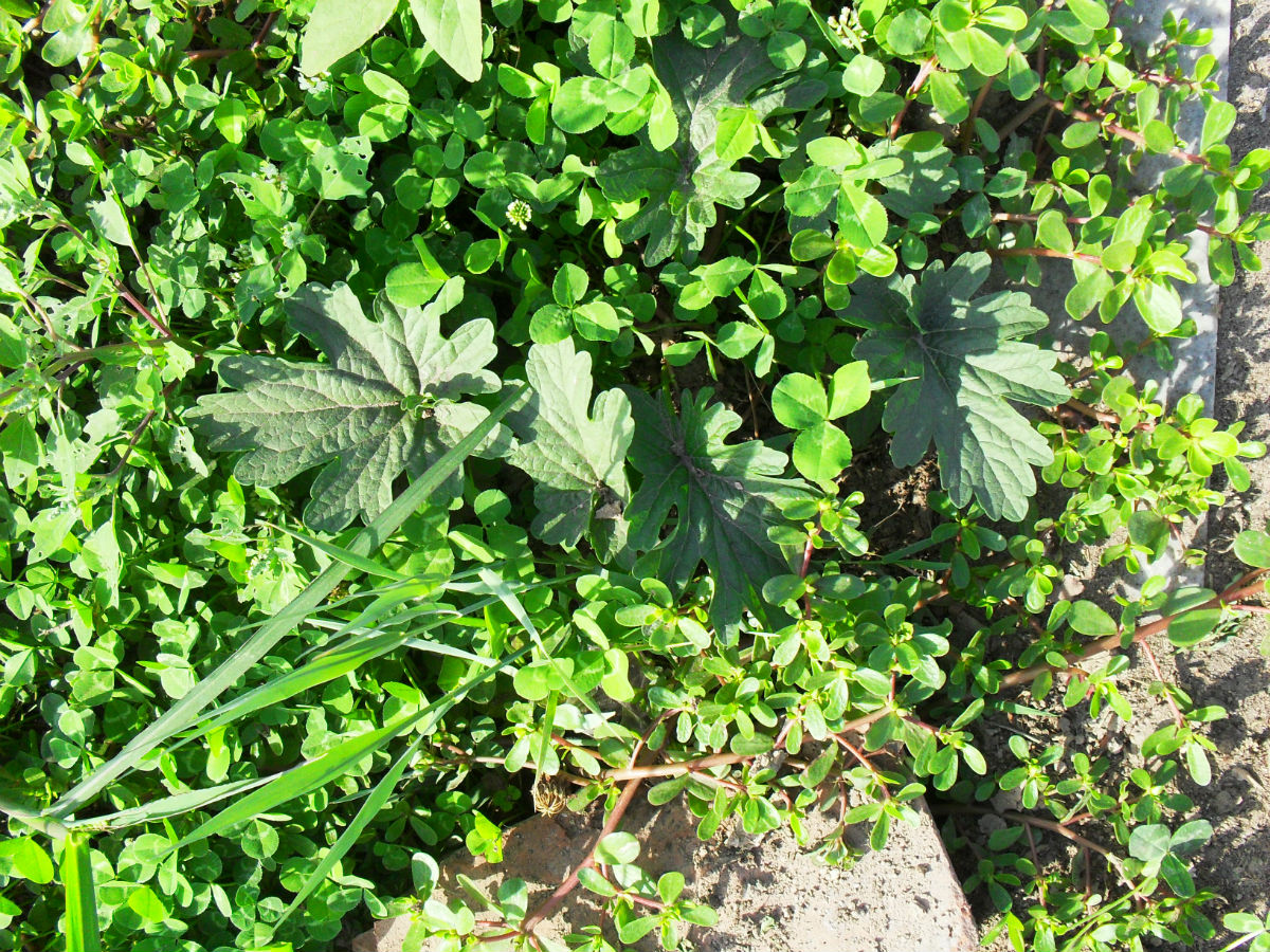  p>圆叶锦葵(学名: i>malva rotundifolia  /i>linn)是锦葵科,锦葵属