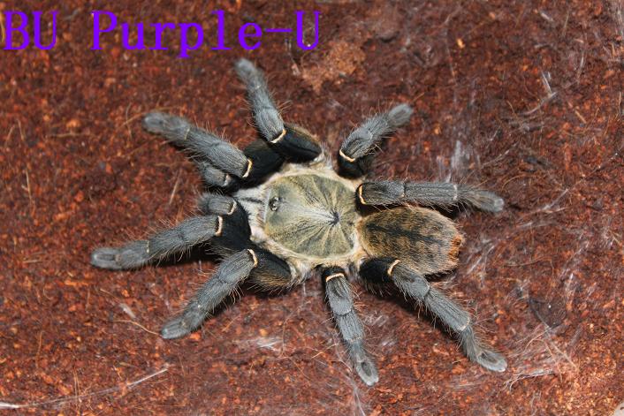  p>海南捕鸟蛛( i>selenocosmia hainanum /i>)是蜘蛛目,狒蛛科,捕鸟