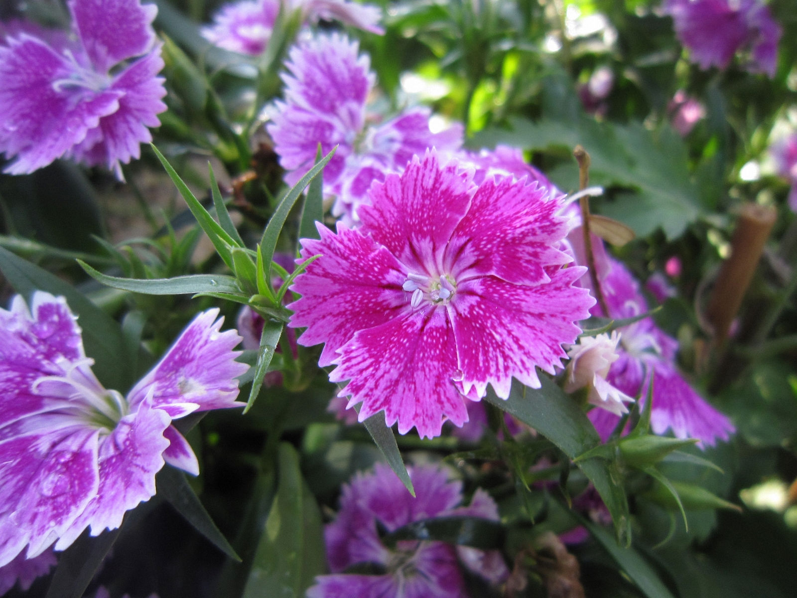  p>石竹,别名:兴安石竹,北石竹,钻叶石竹,蒙古石竹,丝叶石竹,高山石竹