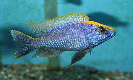 (otopharynx lithobates),又称粉红蓝天使,皇冠阿里,为鲈形目,慈鲷科