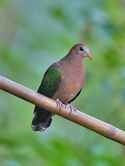  p>绿翅金鸠,鸟名,为鸠鸽科金鸠属的鸟类,俗名 a target="_blank"