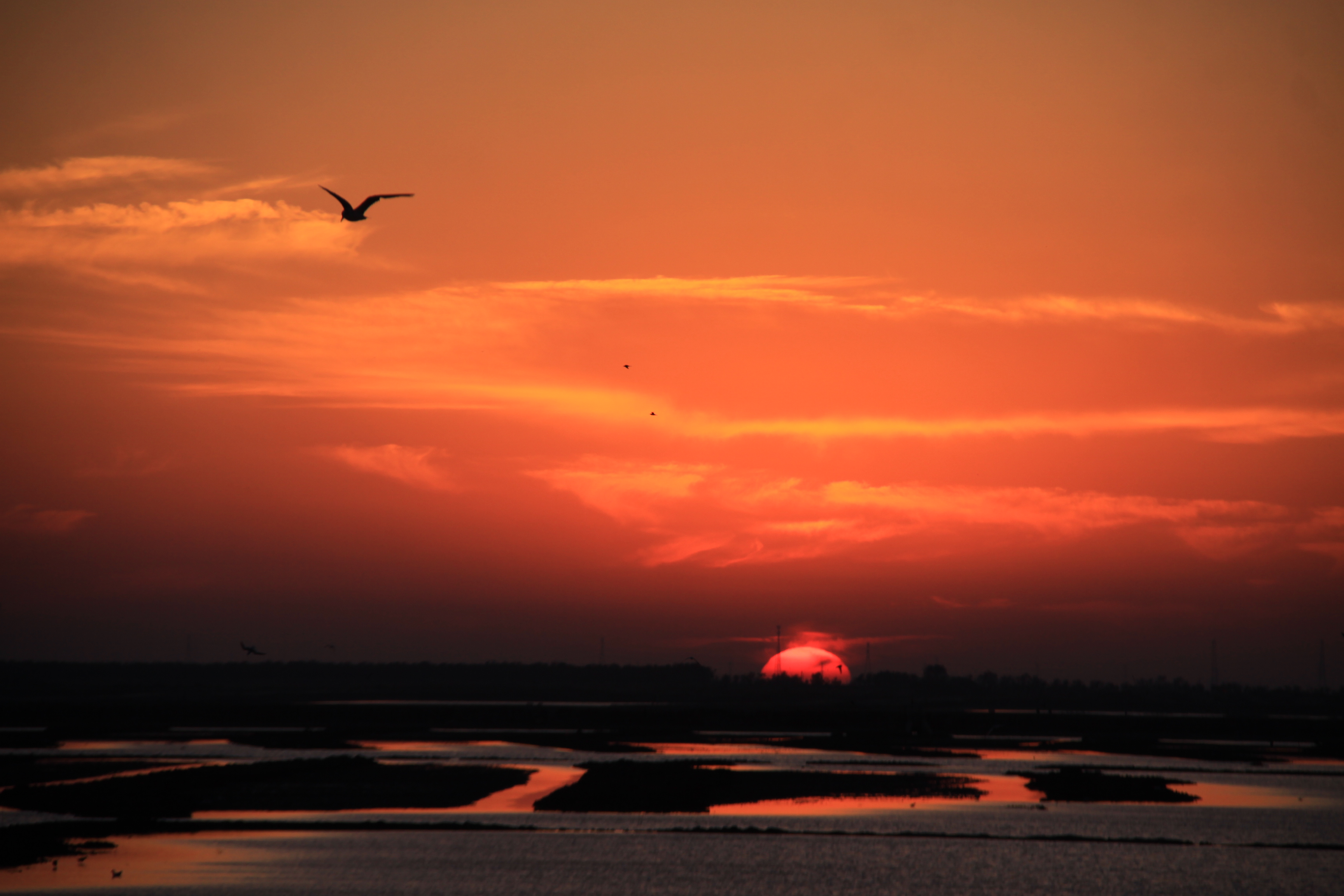 部的黄河岛上,地处黄河三角洲腹地,是滨州市首家国家级湿地公园试点