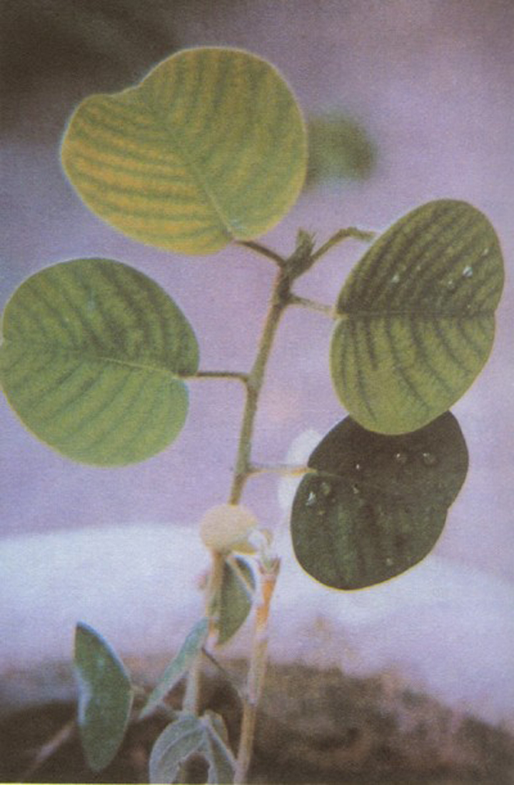  p data-id="go0acmhqaa">地豆草,潮汕地区别名称为软枝假地豆,山地豆