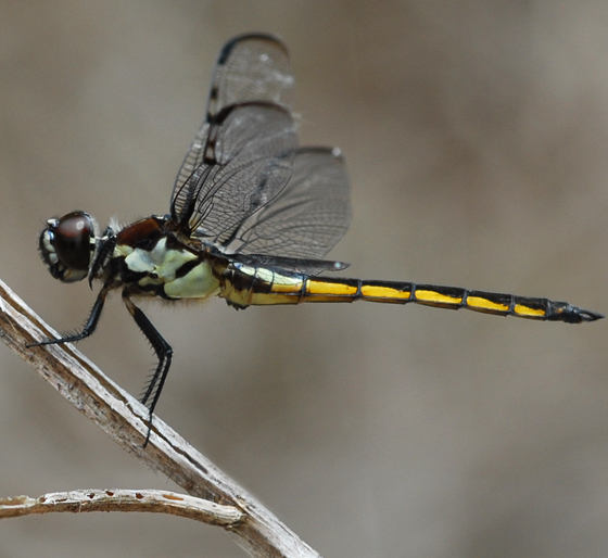 bar-winged skimmer