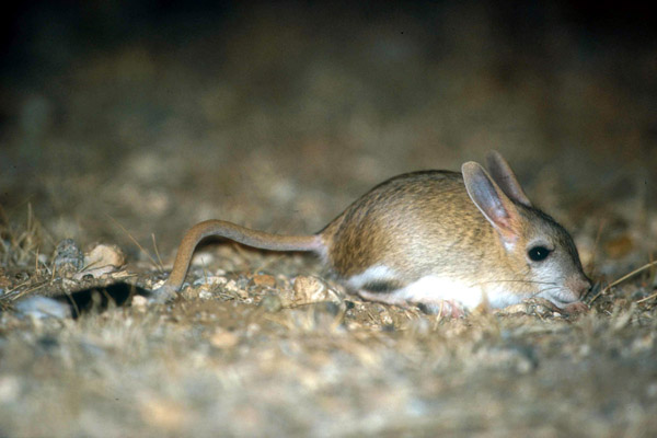 五趾跳鼠