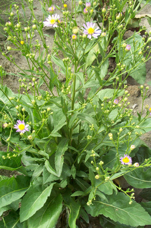  p>单头峨眉紫菀,学名aster veitchianus hutch. et drumm. f.