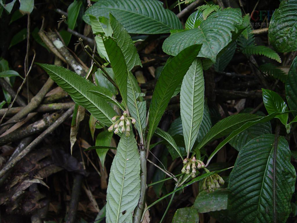  p>走马胎(学名: i>ardisia gigantifolia /i> stapf)是紫金牛科