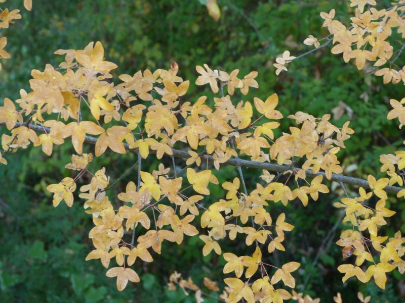 宁波三角槭(变种)