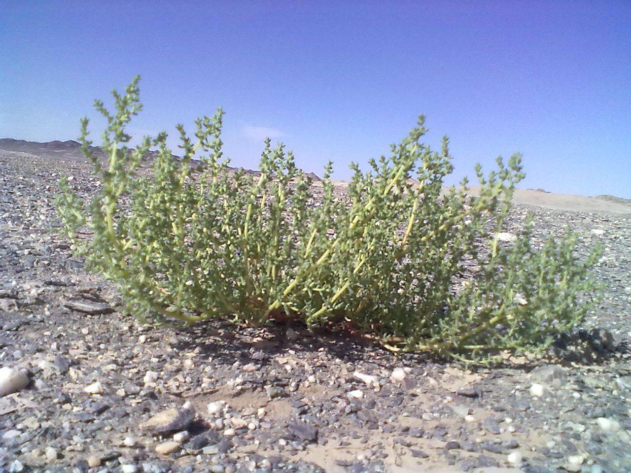 罗布泊镇罕见的植物