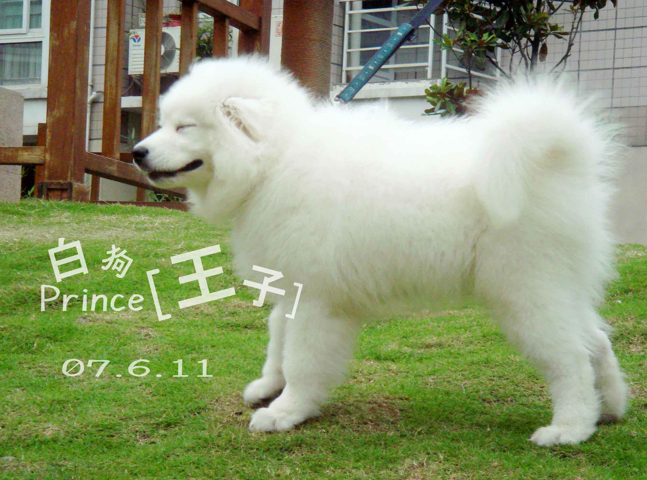  p data-id="gnx82ljtyd">库瓦兹犬是指一种好的 a target="_blank"