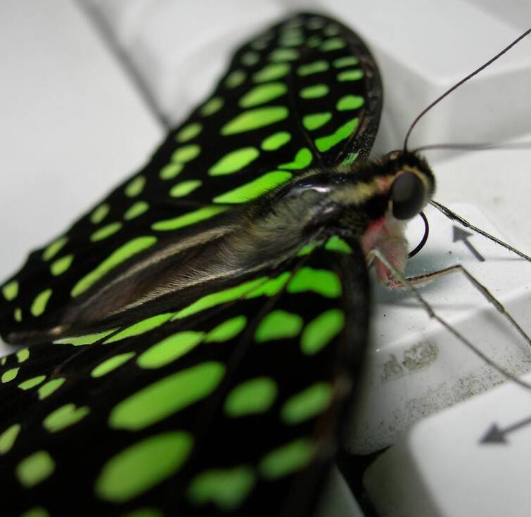  p>翠蓝斑凤蝶(学名:chilasa paradoxa )是属鳞翅目凤蝶科的一种大型