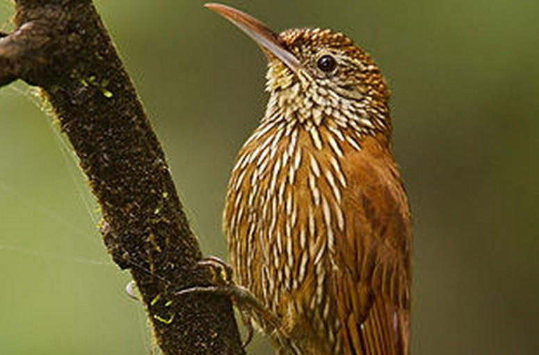 yellow-tufted woodpecker