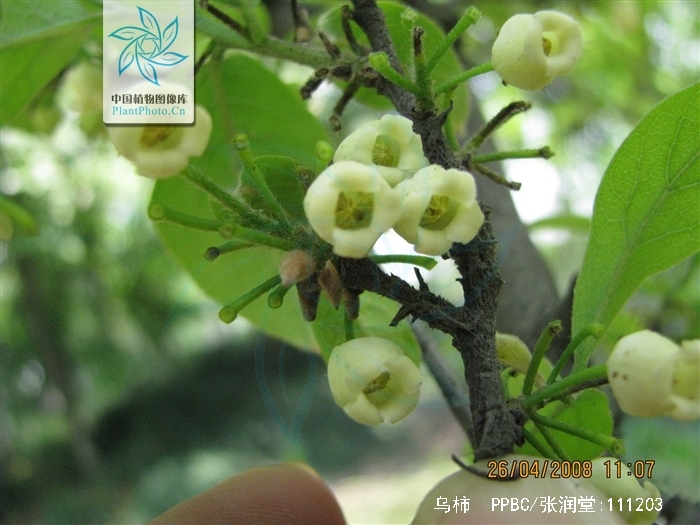  p>乌柿(学名: i>diospyros cathayensis  /i> steward.