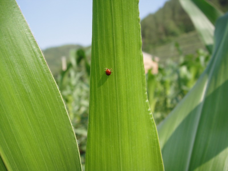 主要危害有玉米,高粱,谷子,小麦,水稻,竹及多种禾本科植物. /p>