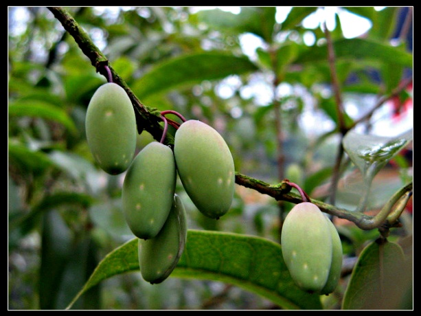 香樟的果实属于浆果吗(香樟的果实属于浆果吗图片)
