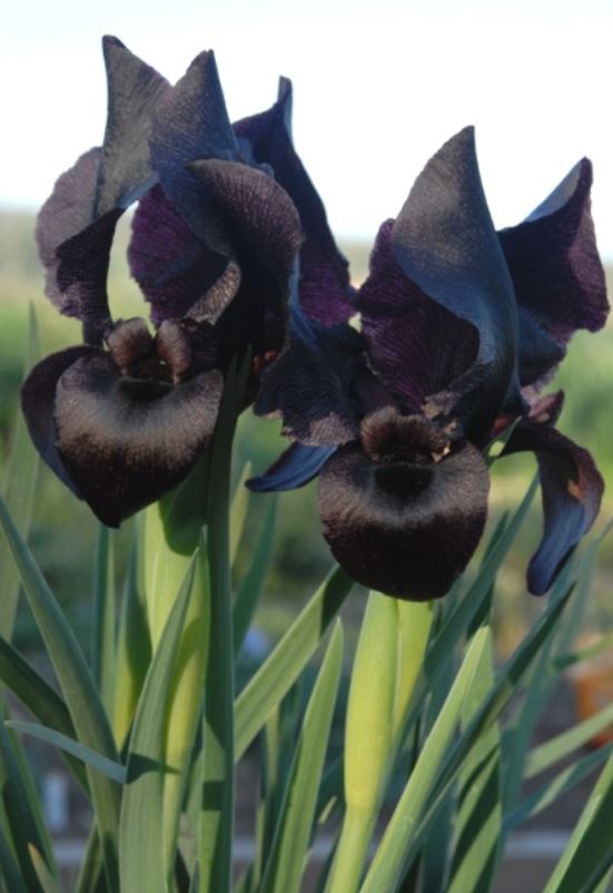  p>黑花鸢尾(学名: i>iris nigricans /i> dinsm.