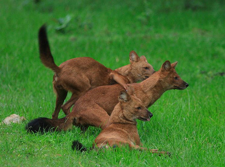 cuon alpinus hesperius