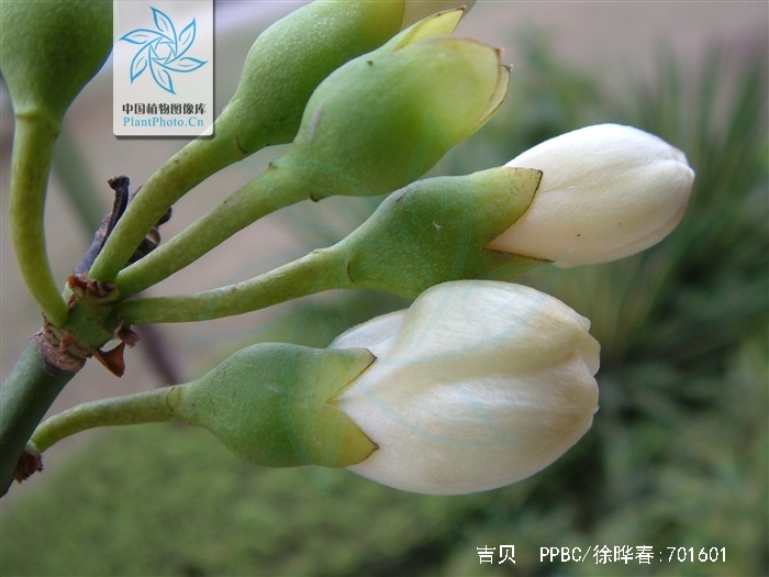  p>吉贝(学名 i>:ceiba pentandra /i> (l.) gaertn.