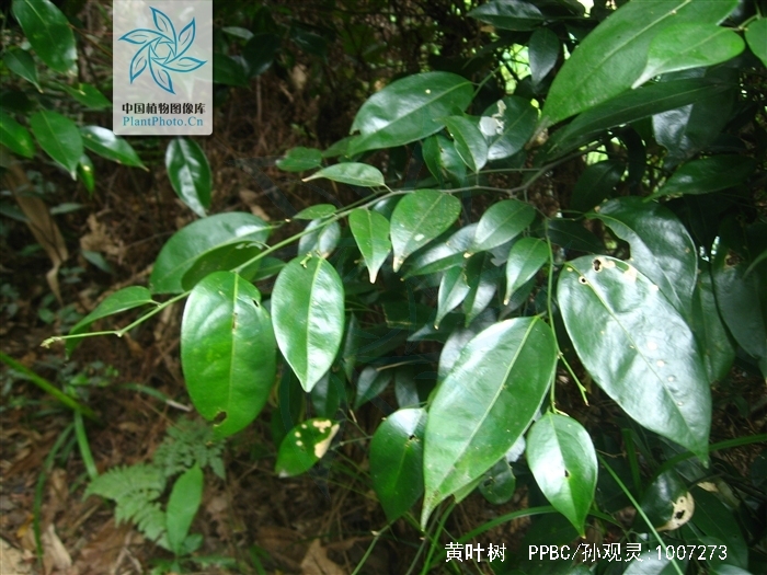  i>xanthophyllum hainanense /i> hu)是远志科黄叶树属植物,乔木,高5