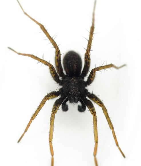  p>细腿豹蛛(学名:pardosa sp.