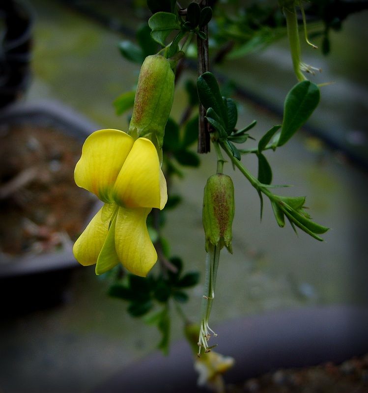  span class="ref" data-ctrid="sxnjkrykg75p">紫雀花属 /span> sup