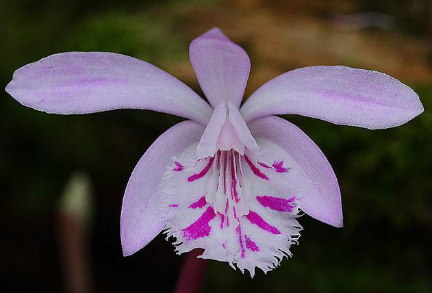  p>云南独蒜兰(学名: i>pleione yunnanensis /i>  (rolfe) rolfe):地
