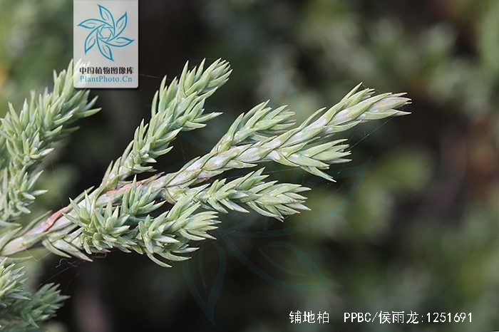  p>铺地柏(学名: i>sabina procumbens /i>  (endl.