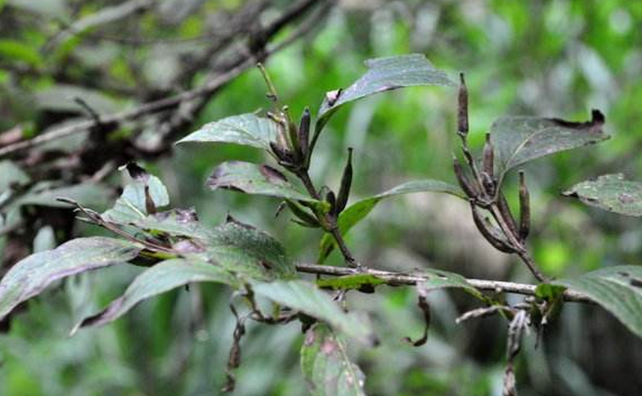 半边灵 全网资源