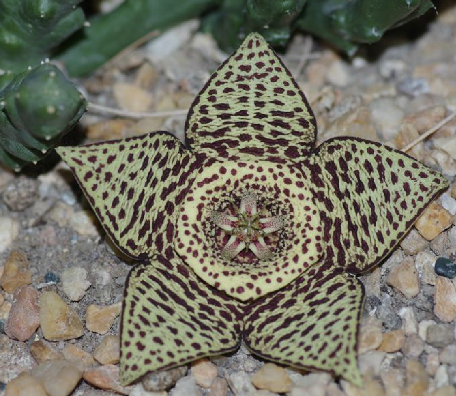 c. leach)是马利筋亚科豹皮花属植物.