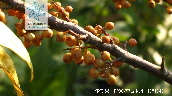 maesa acuminatissima merr.