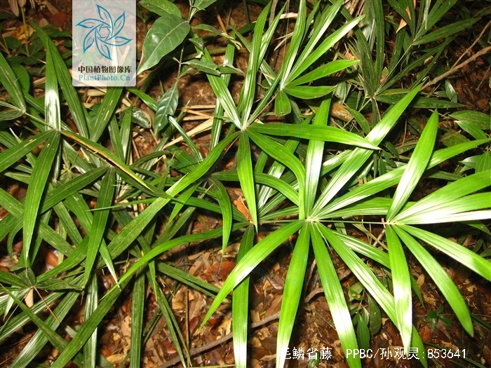  p>毛鳞省藤无茎,丛生,高2-3米.