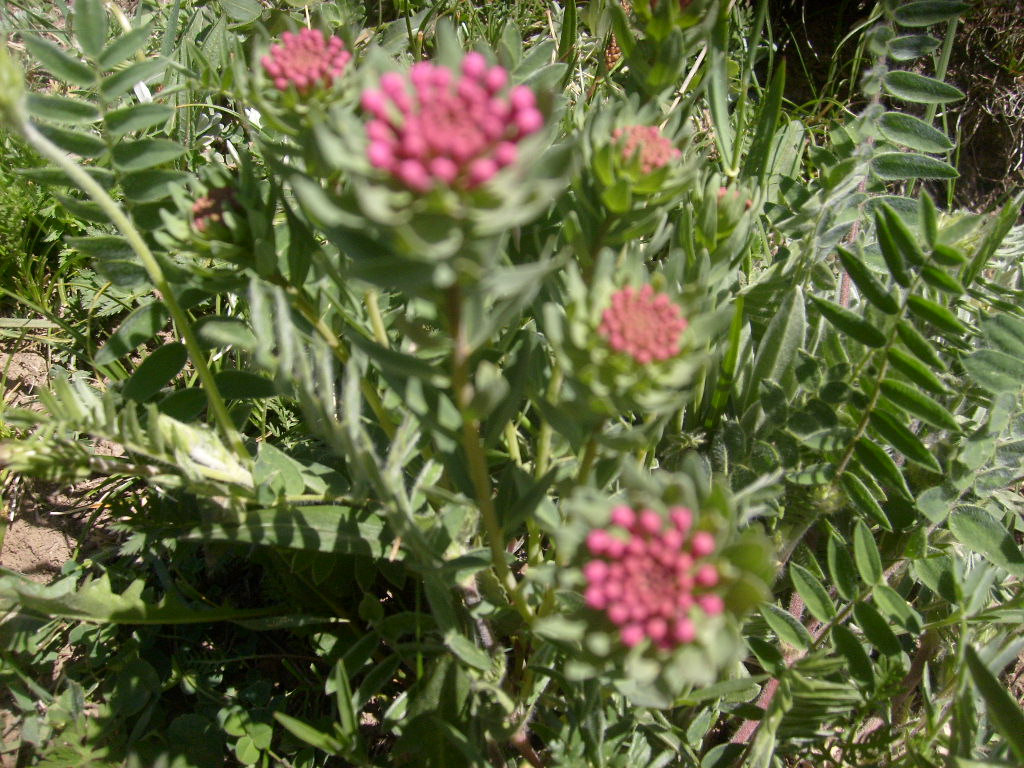 id="tbhqspvr5bbn">馒头花又名狼毒,是瑞香科狼毒属的多年生草本植物