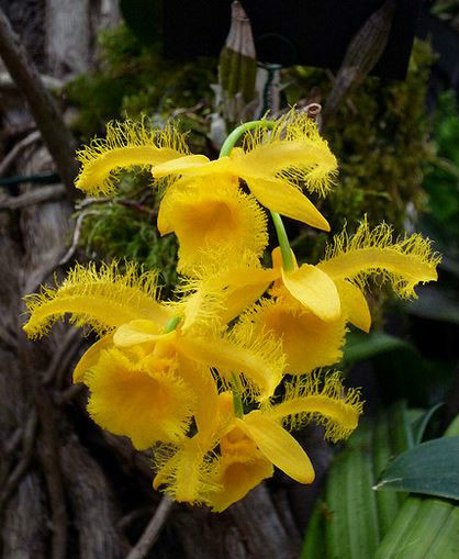  p>苏瓣石斛(学名: i>dendrobium harveyanum /i>  rchb. f.