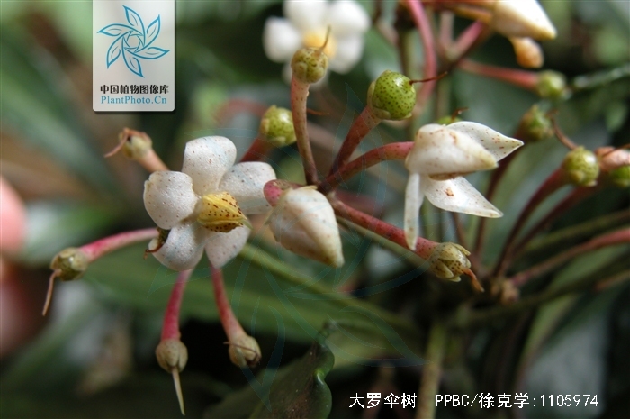  p>大罗伞树,ardisia hanceana mez,生长在海拔430-1500米的山谷,山坡