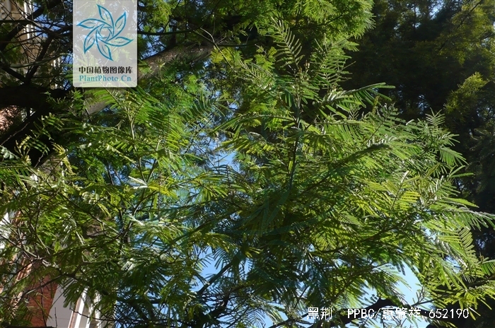  p>黑荆(学名: i>acacia mearnsii /i>  de wilde):豆科乔木,高9-15米