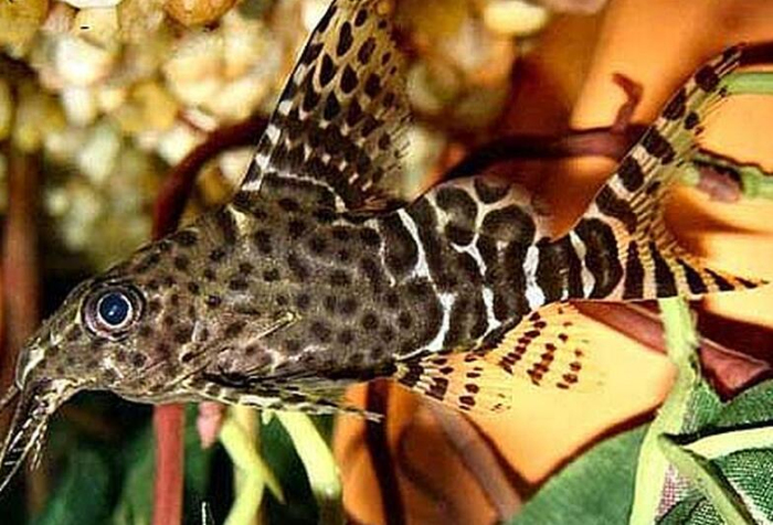  i>synodontis nigriventris /i>),又称 a href="#">反游猫 /a>