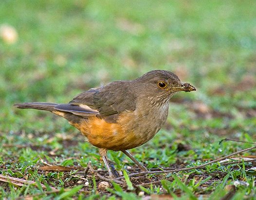  p>棕腹鸫(学名:turdus rufiventris)是小型 a href="#" data-lemmaid
