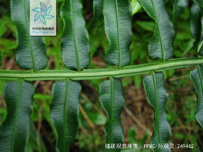  p>福建观音座莲(学名: i>angiopteris fokiensis /i> hieron.