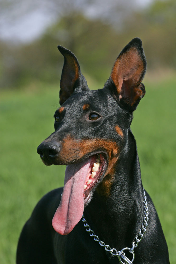 data-lemmaid="62197">哺乳动物