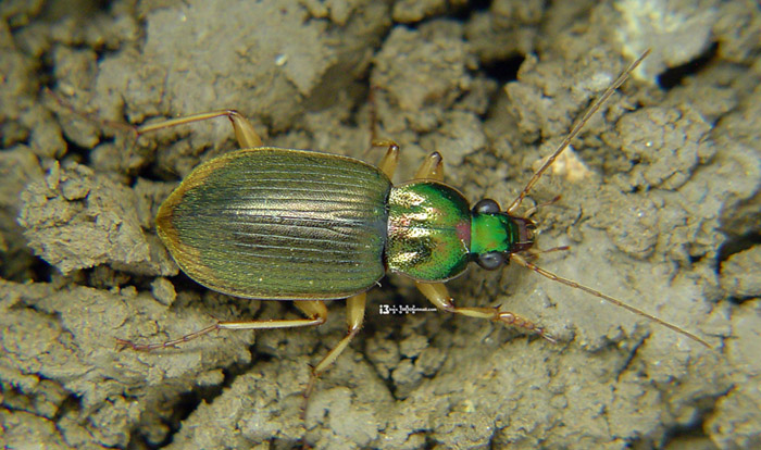 chlaenius inops chaudoir