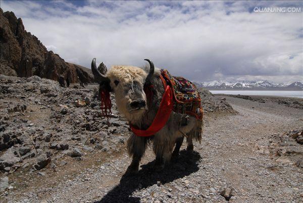 牦牛(学名:bos mutus或bos grunniens,英文名称:wild yak)