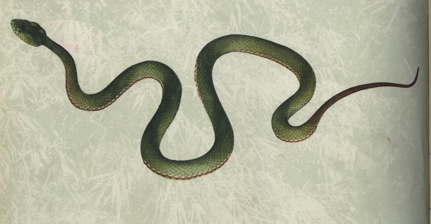 hydrophis gracilis
